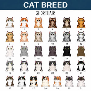 option cat